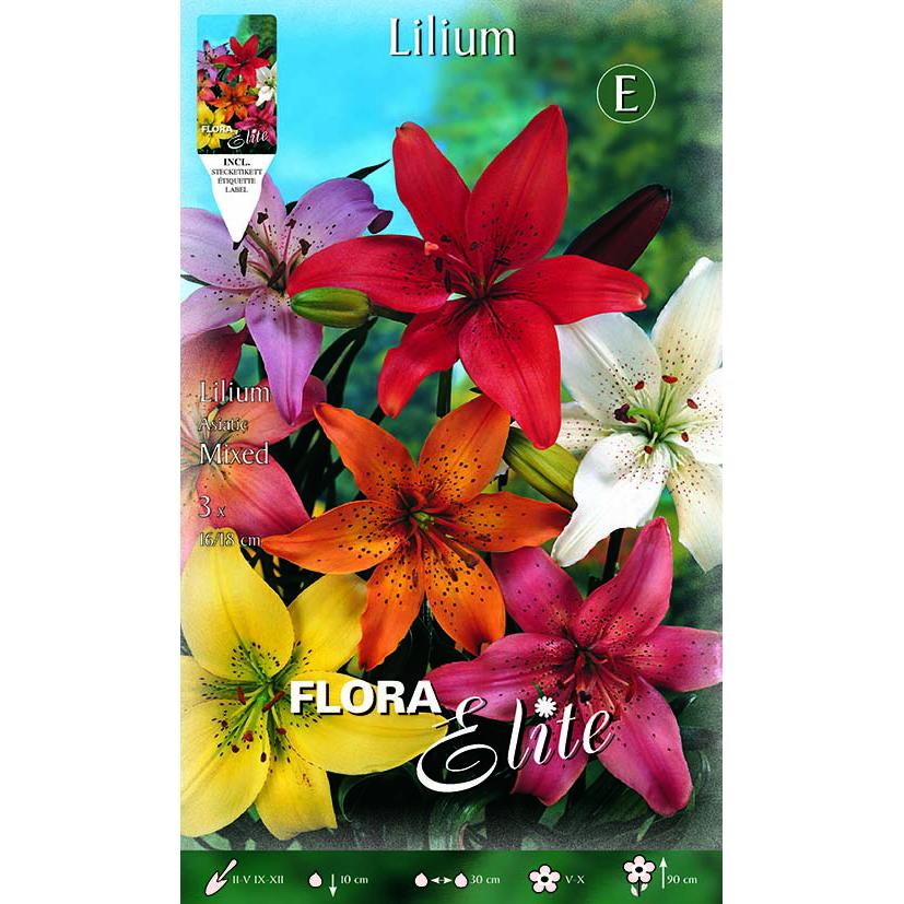 Lilium asiatic bulb mix, 2 pcs