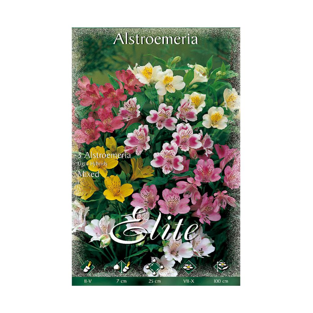 Alstroemeria bulb mix, 3 pcs