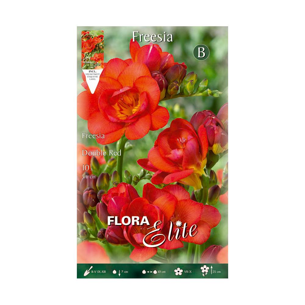 Bulbes de freesia double orange 10 pièces