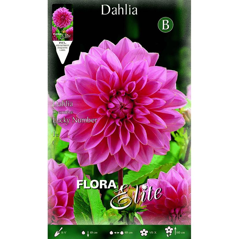 Dekorativ dalia med stora rosa blommor, 1 st