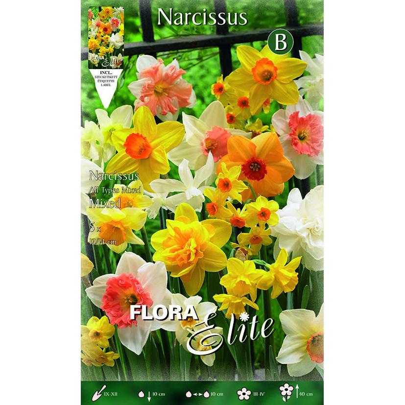 Bulbi di narciso tromba misto 5 pz