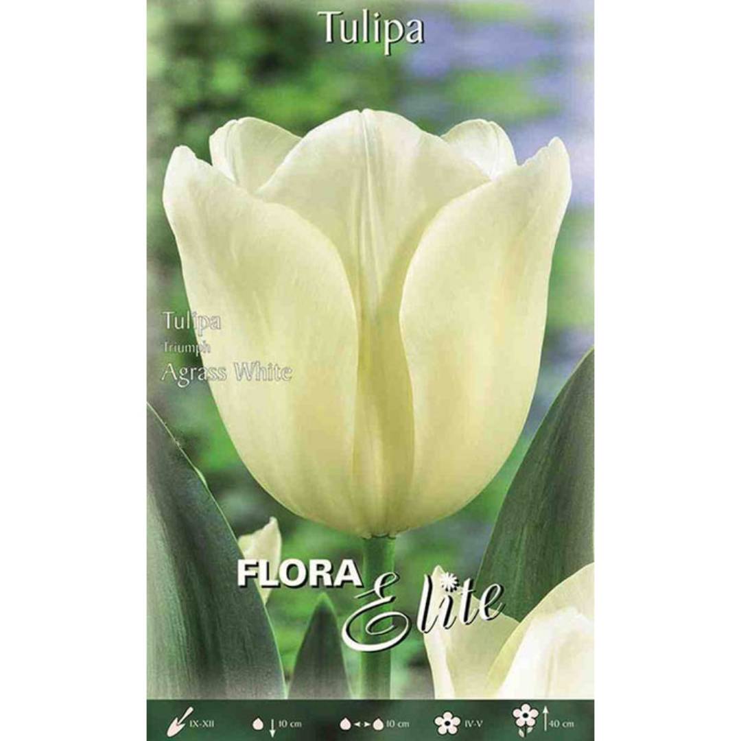 Weiße Tulpenzwiebeln 7 Stück