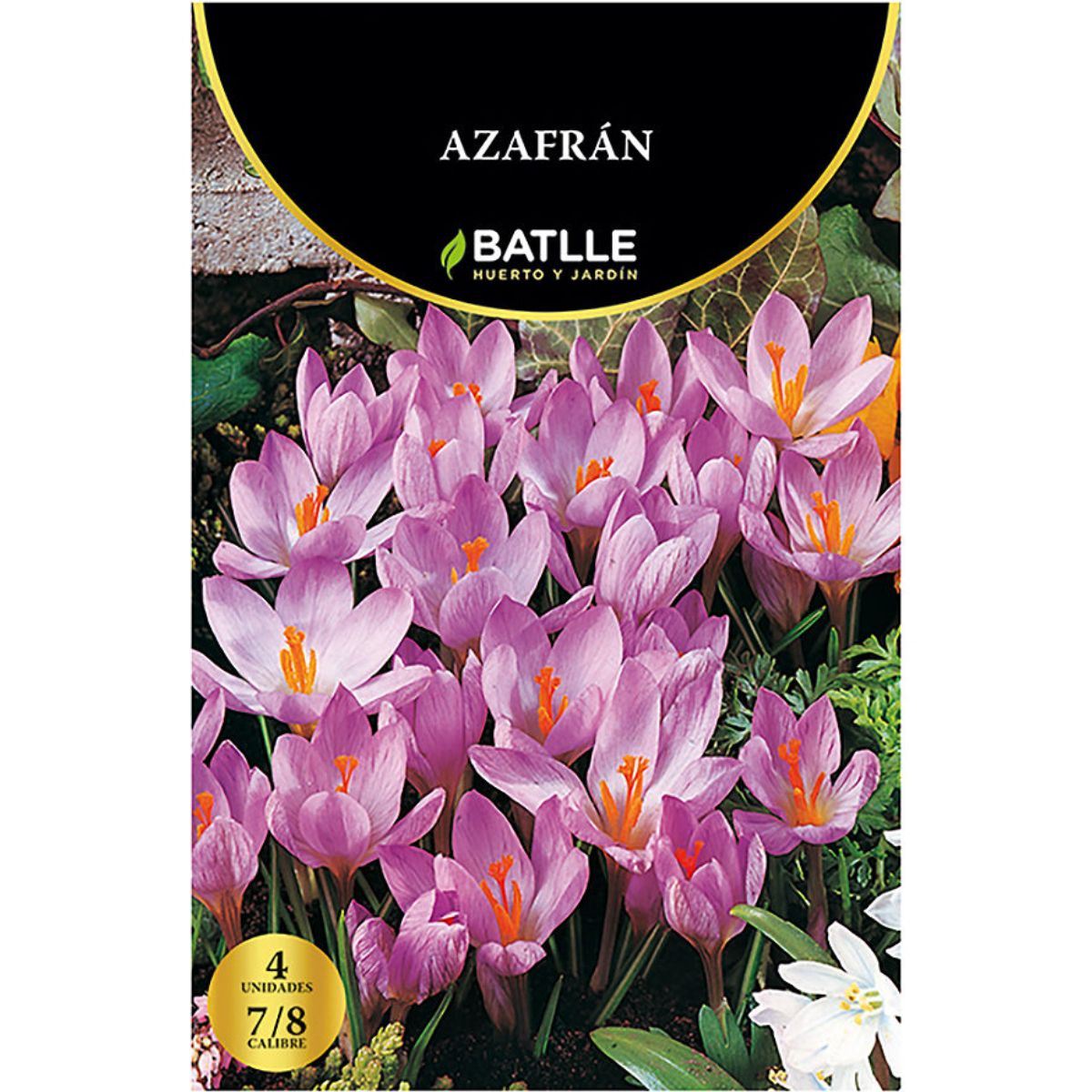 Safran-Knollen 4 Stück