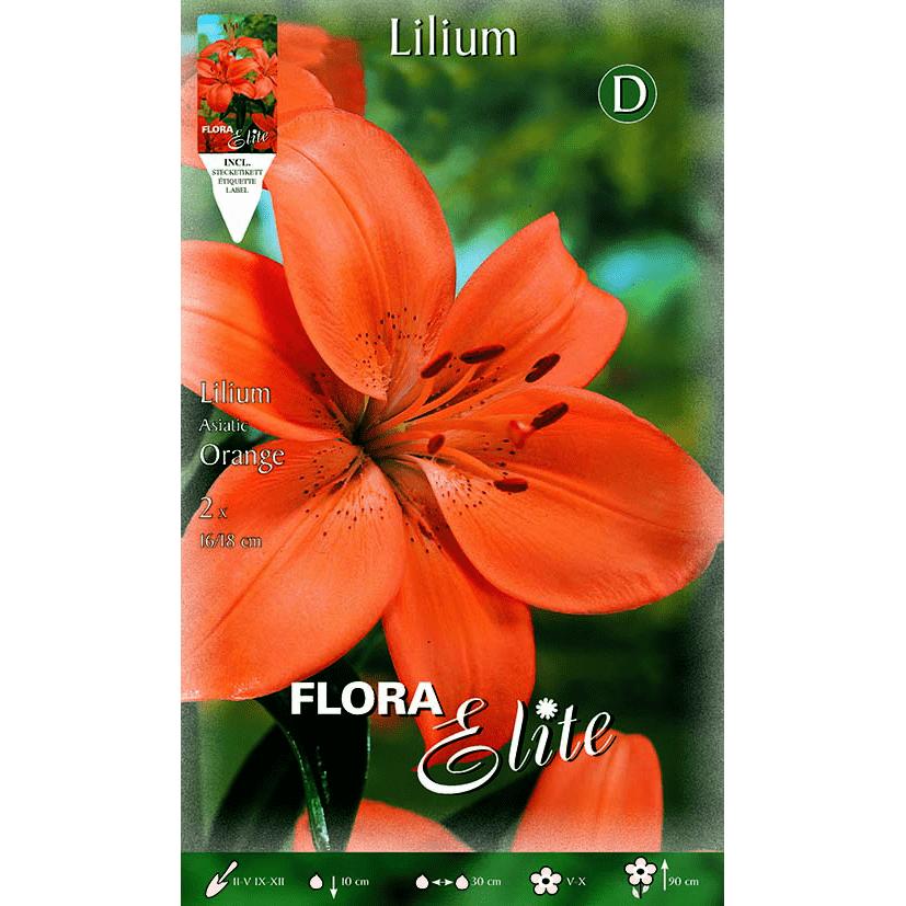Bulbo Lilium asiatic arancione 2 pz