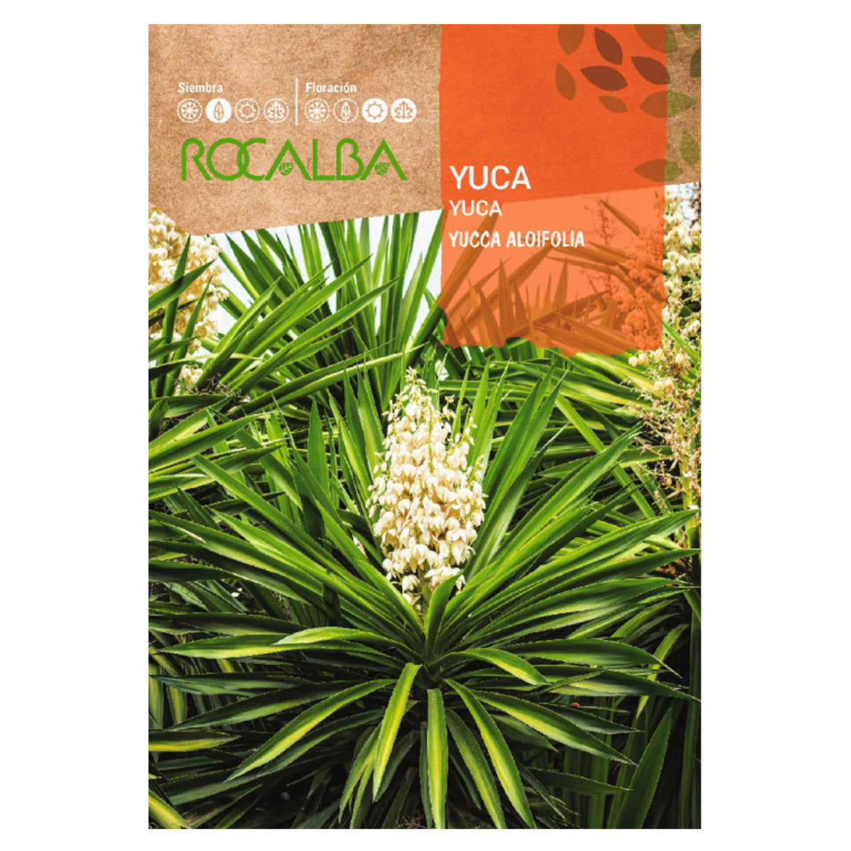 Yucca-Samen, Rocalba