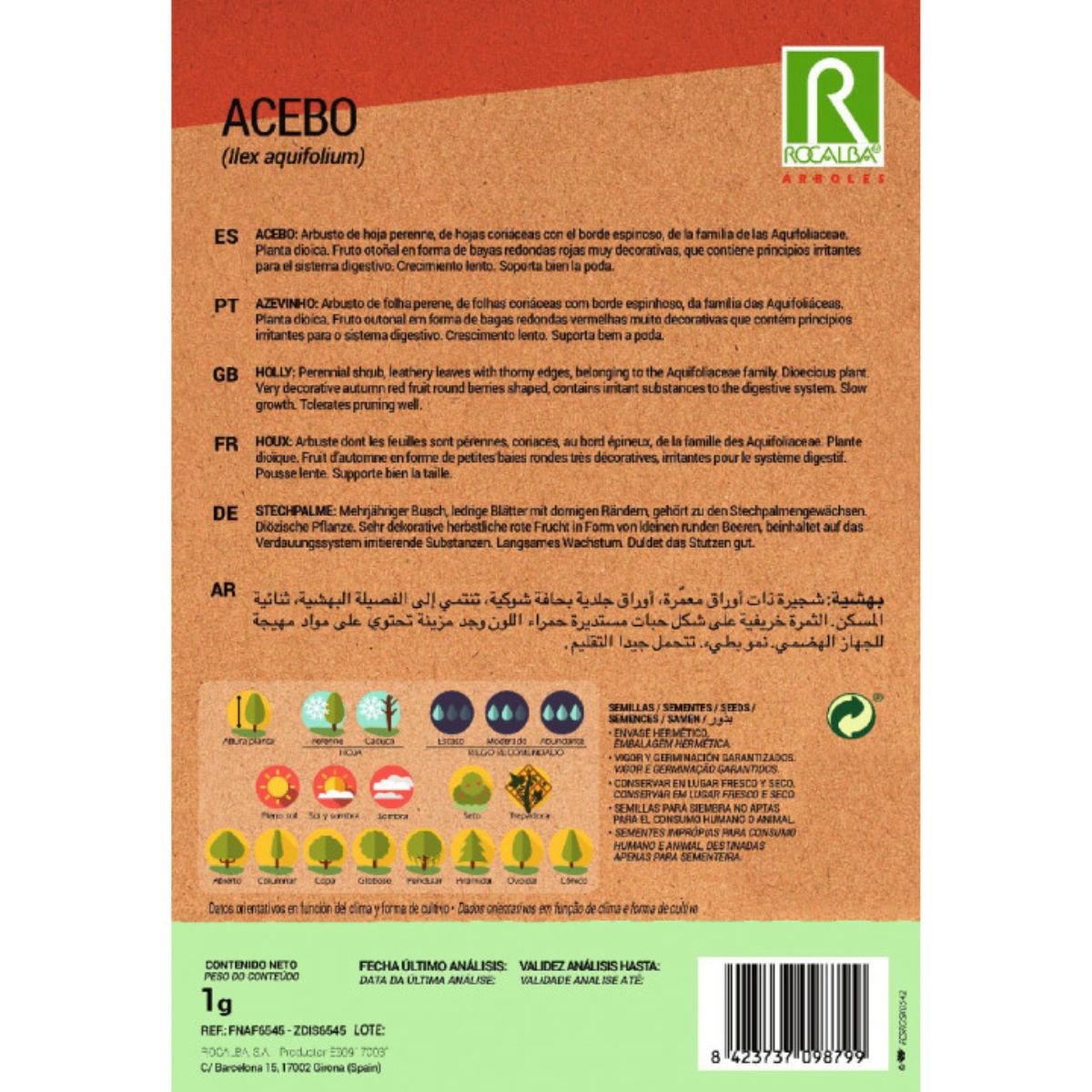 Holly seeds Ilex aquifolium