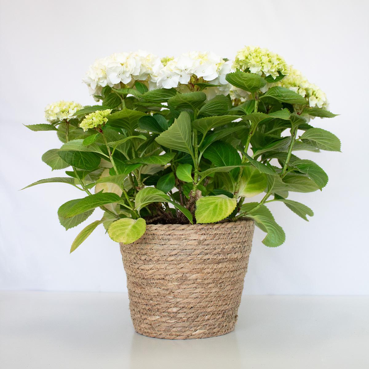 Ortensia bianca 50-60 cm