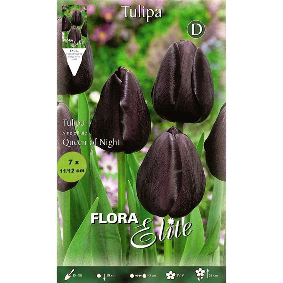 Schwarze Tulpenzwiebeln 7 Stück