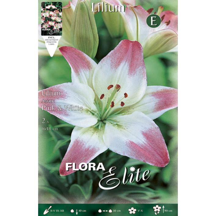 Lilium Asiatic-Zwiebel, weiß mit rosa Rand, 2 Stück