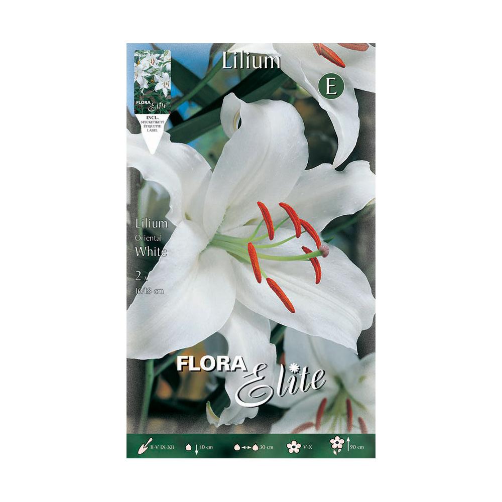 Witte Oriental Lilium-bol 2 stuks
