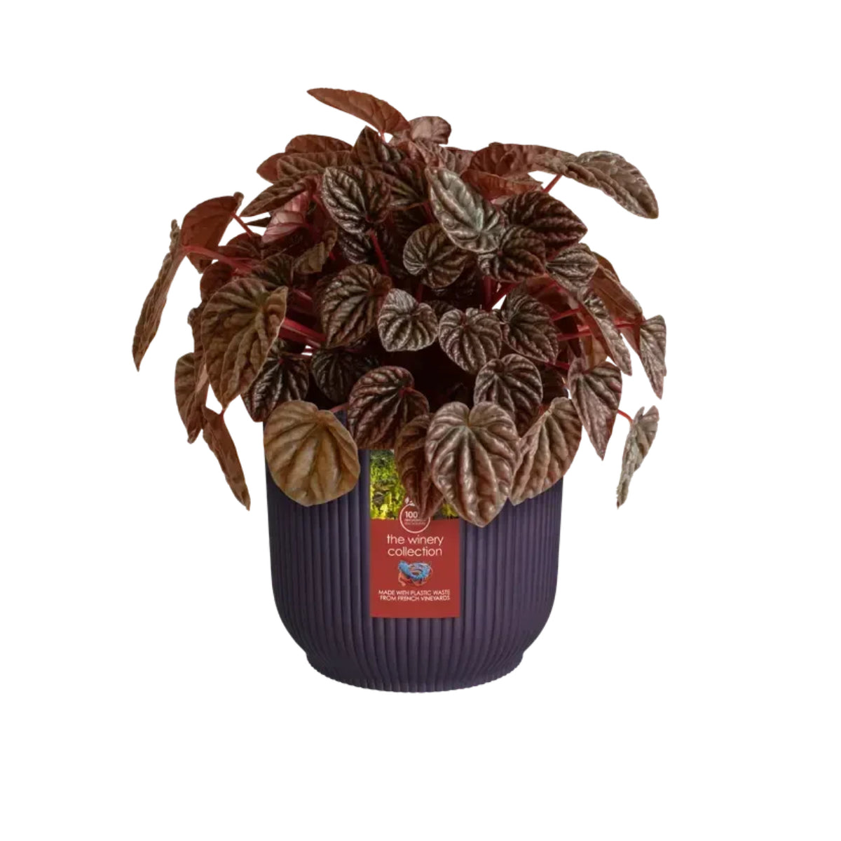 Gerecyclede paarse Winery-plantenpot Elho 16 cm