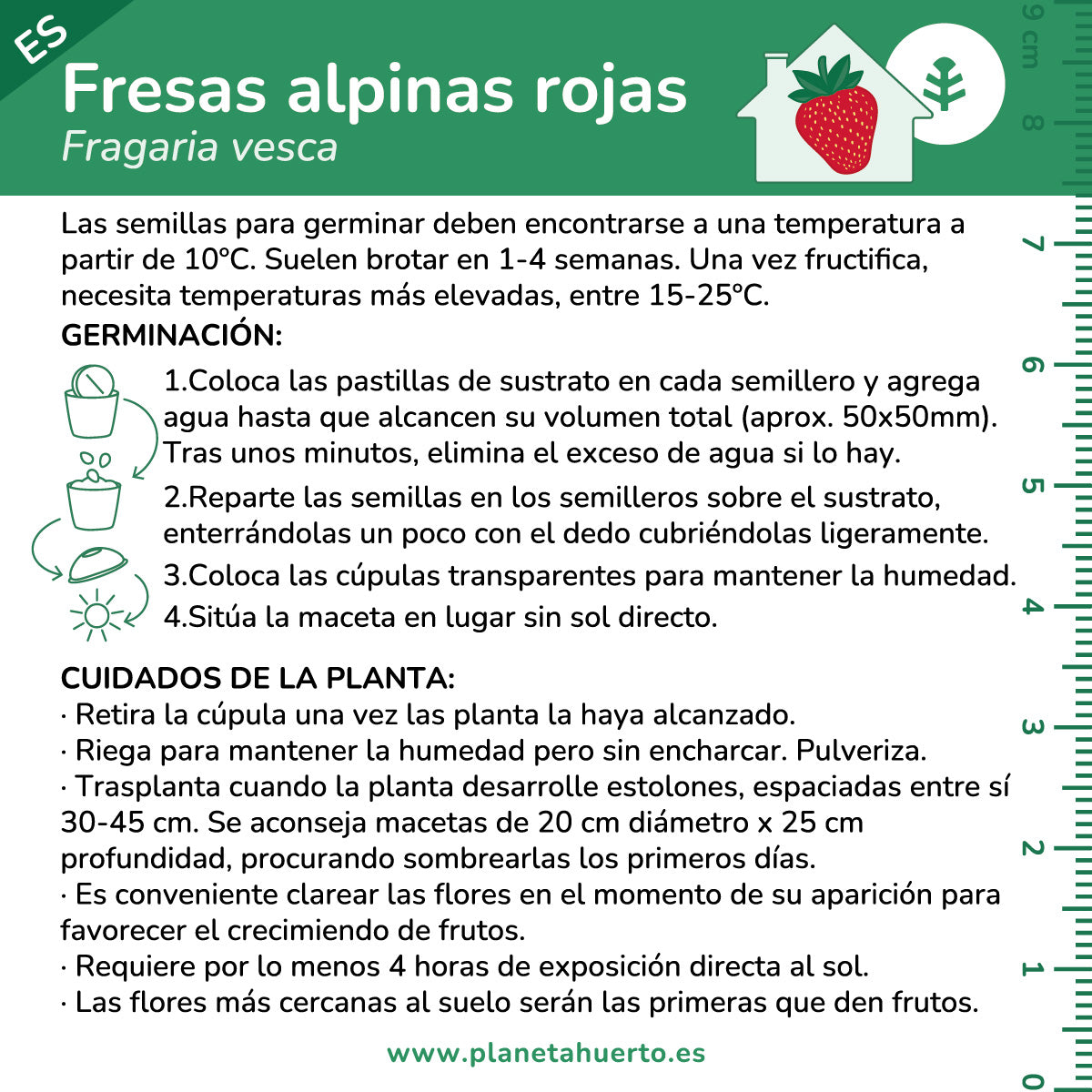 Fragole rosse di montagna Orto Pianeta Giardino