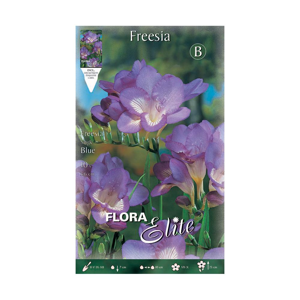 Bulbi di fresia blu semplice 10 pz