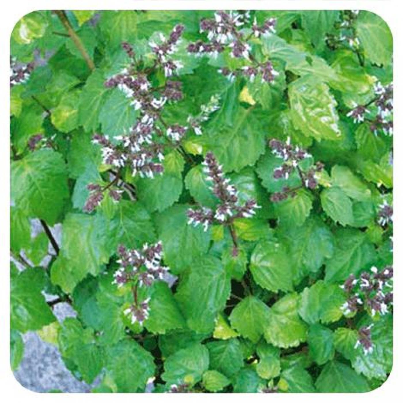 Pranarôm Patchouli, 5 ml