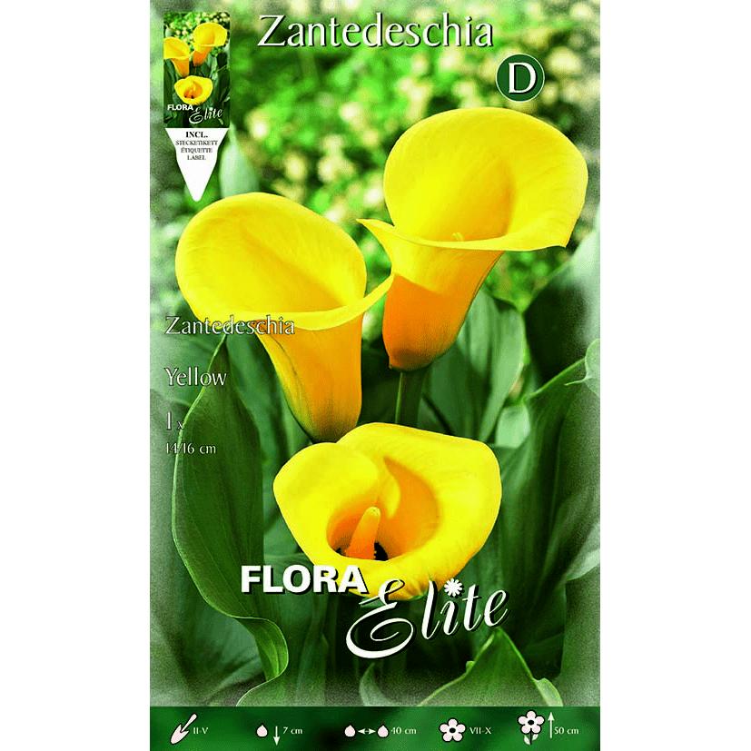 Bulbo di calla gialla 1 pz