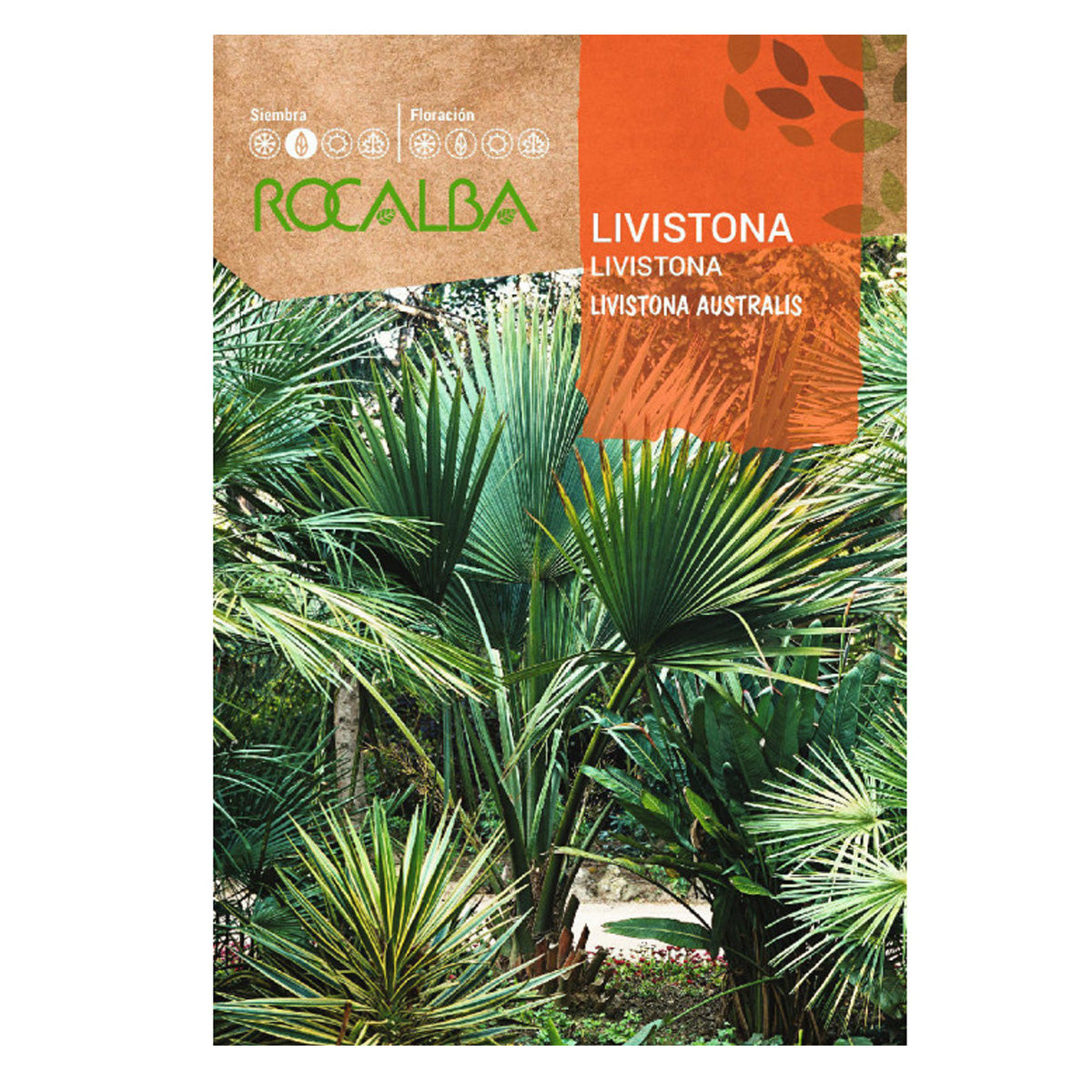 Livistona palm seeds, Rocalba