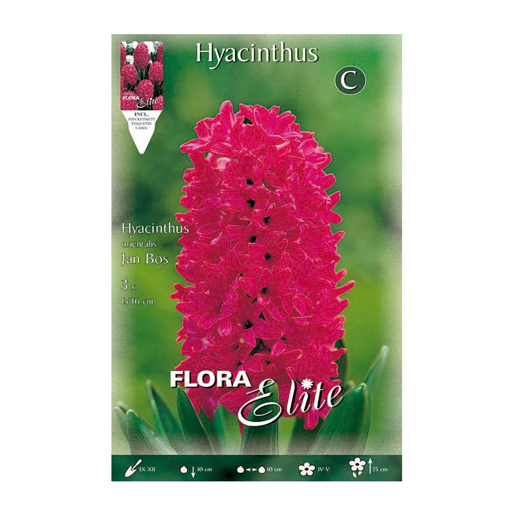 Red Hyacinth Bulbs 3 pcs