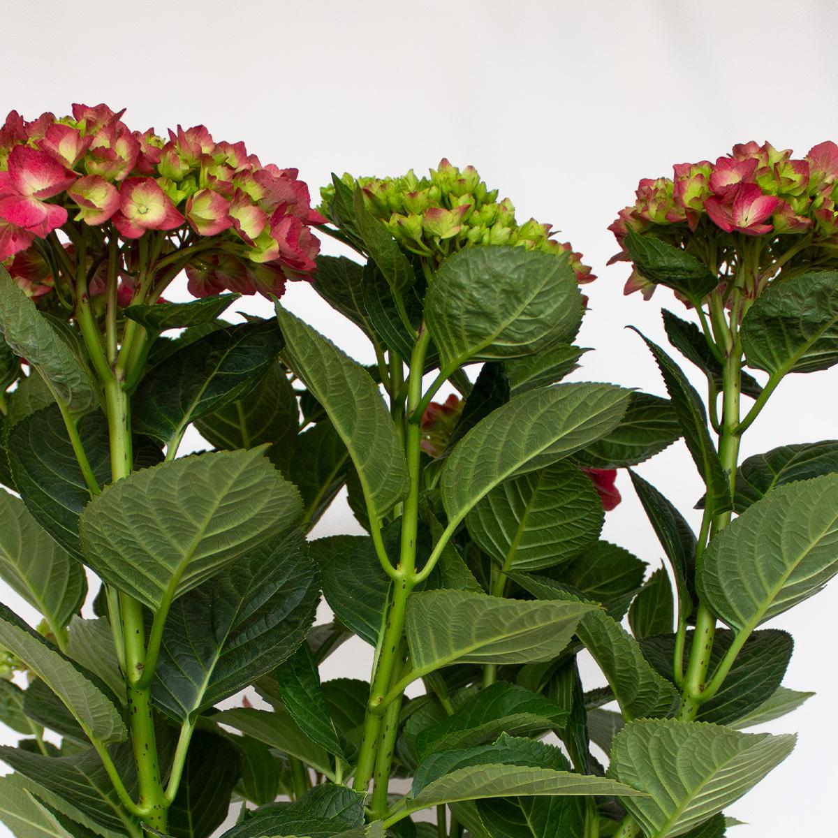 Hortensja Fuchsia 50-60 cm