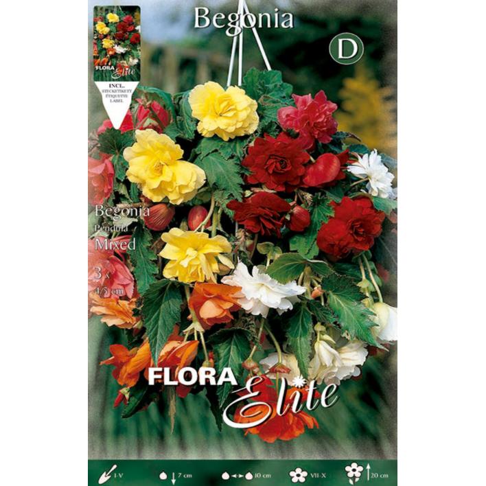Begonia Pendula-bollen, mix van 3 stuks