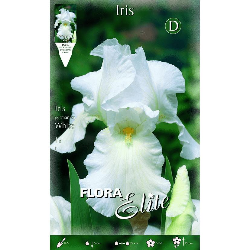 Vit irisbulb 1 st