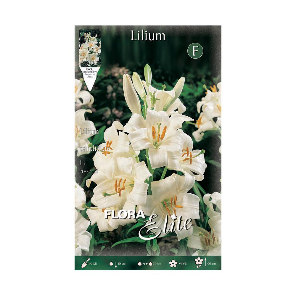 Bulbe de lys Lilium candicum 1 unité