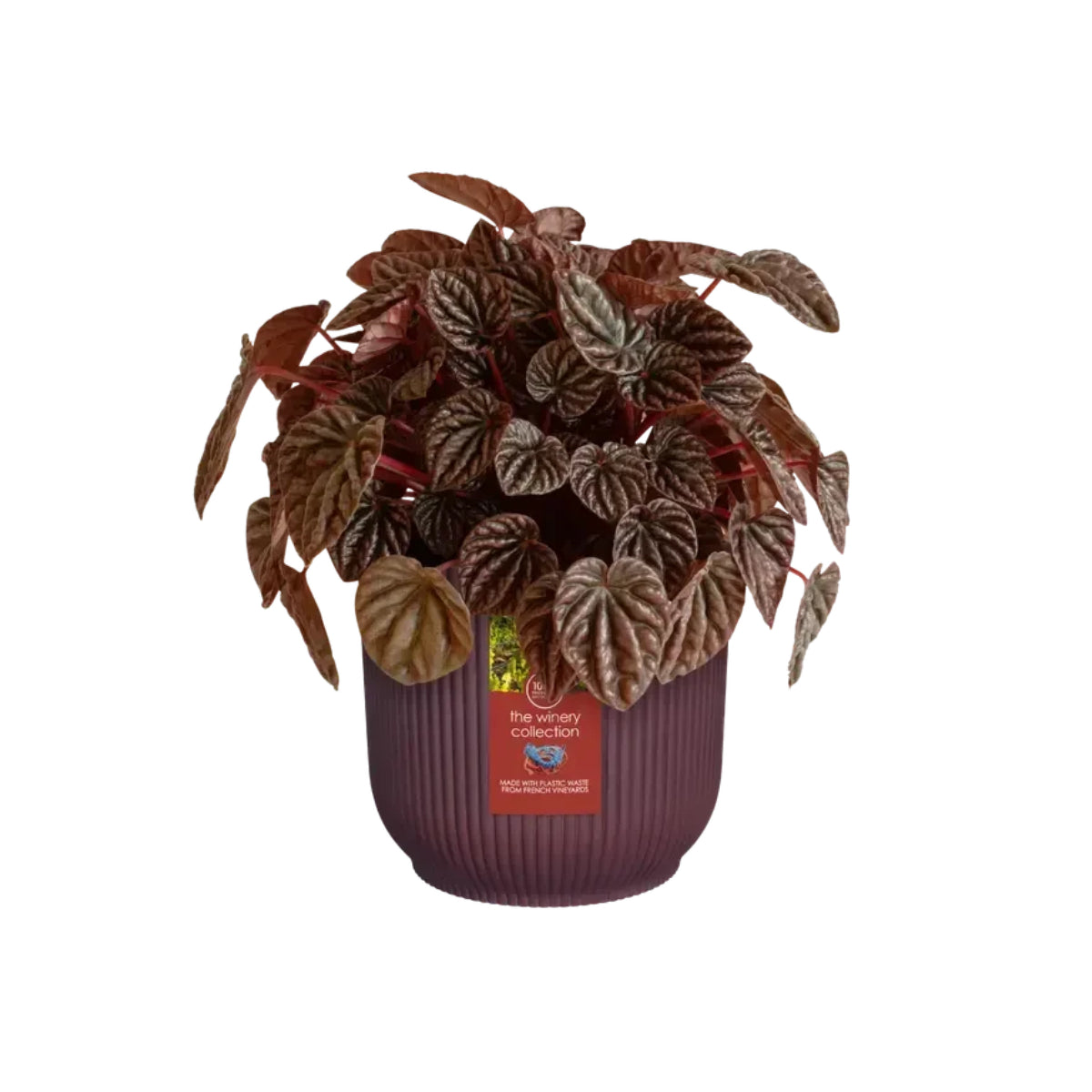 Gerecyclede bloempot Winery bordeauxrood Elho 18 cm