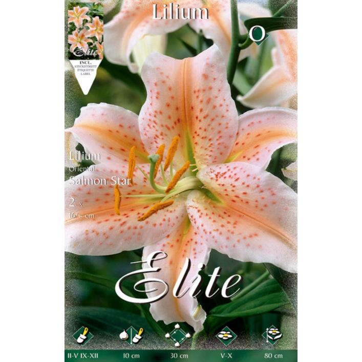Star Salmon Oriental Lily Bulb 2 units