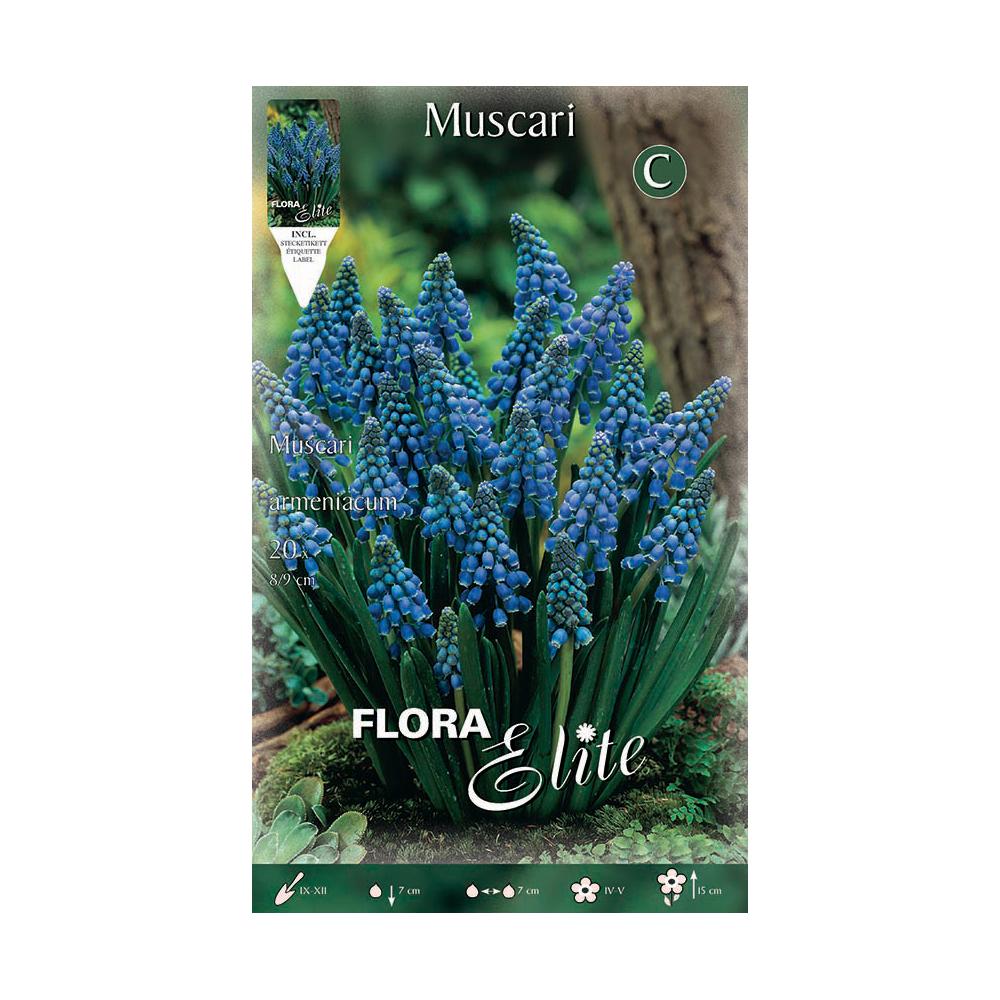 Blå muscari-lökar 15 st