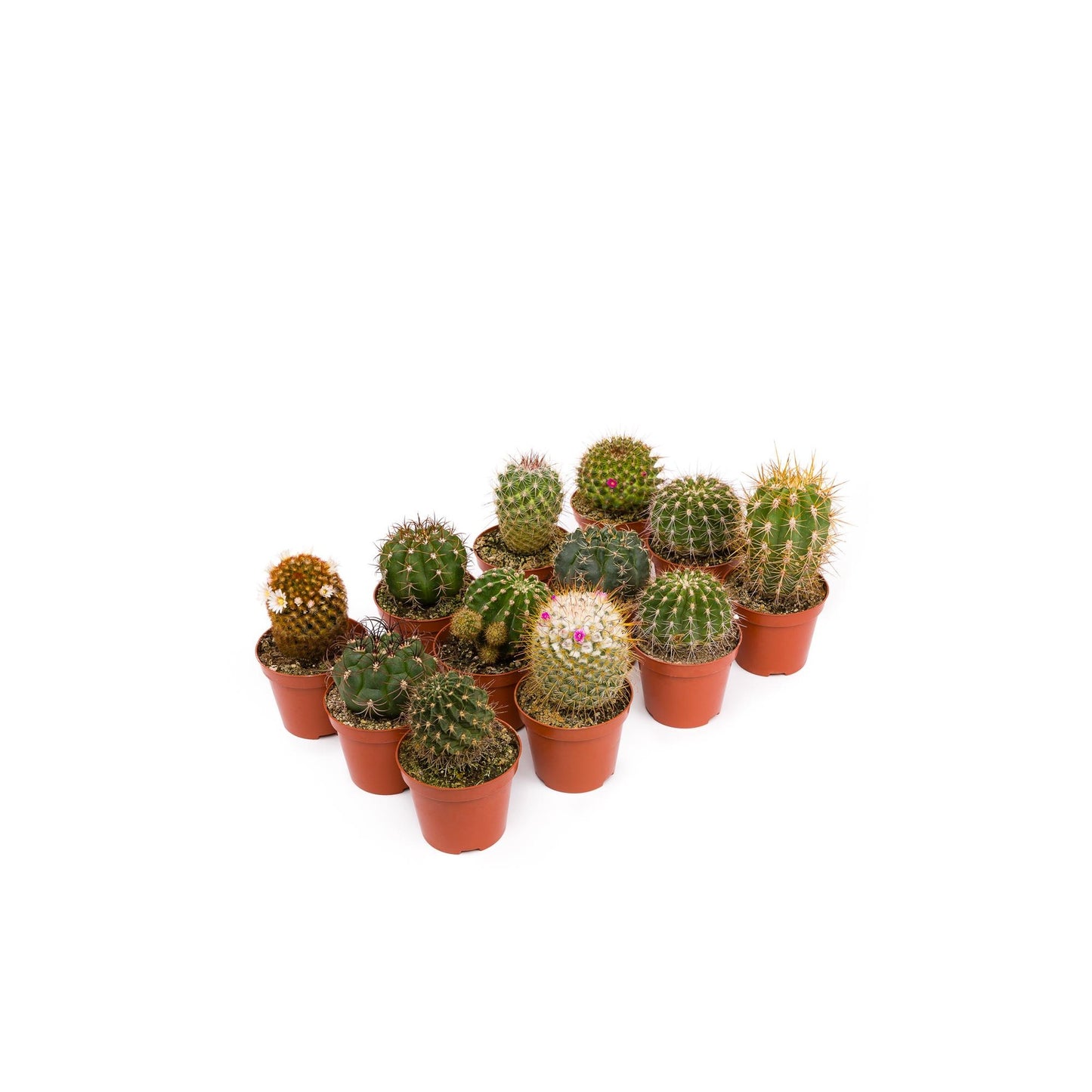 Vassoio per cactus 5,5 cm 20 und