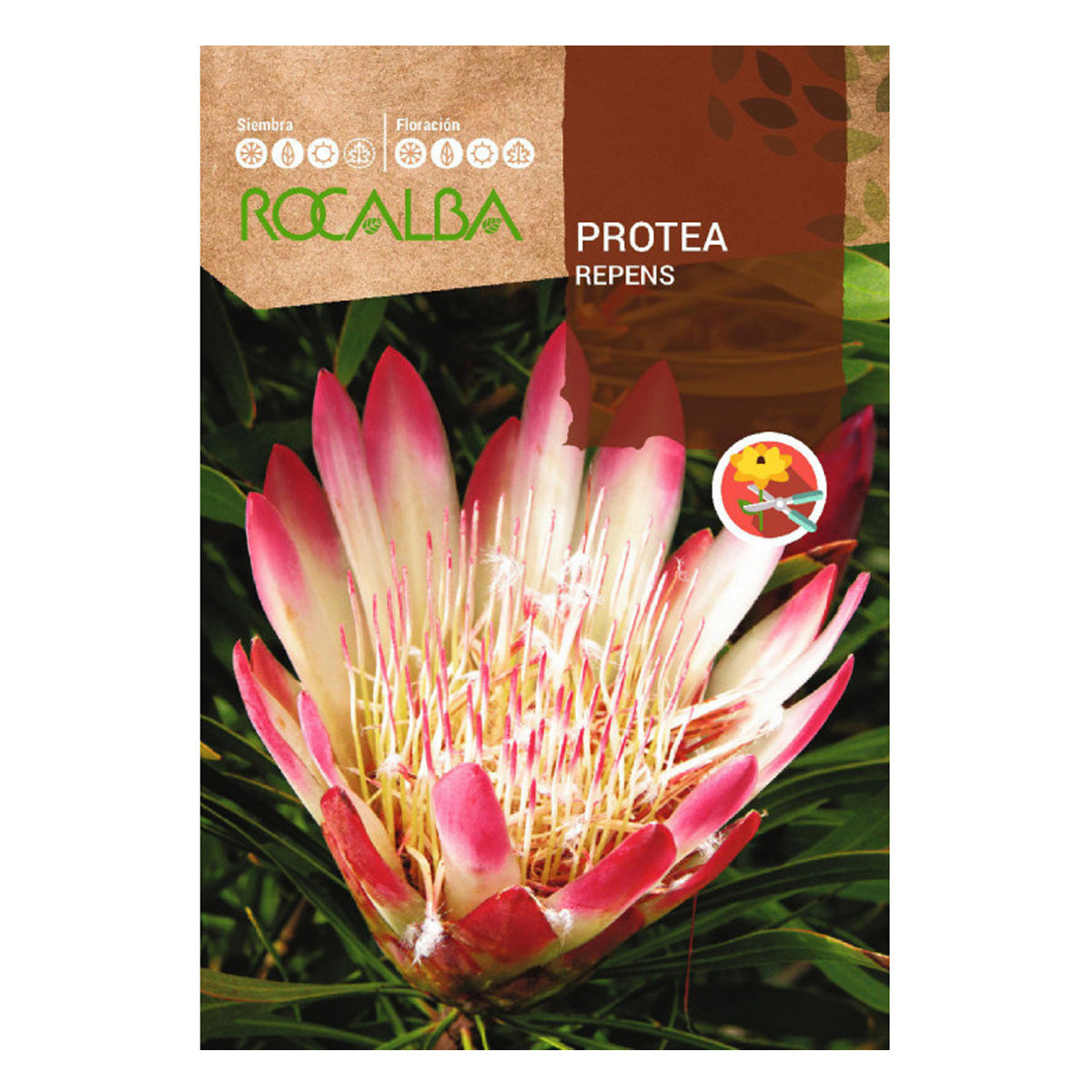 Protea Repens-zaden, Rocalba