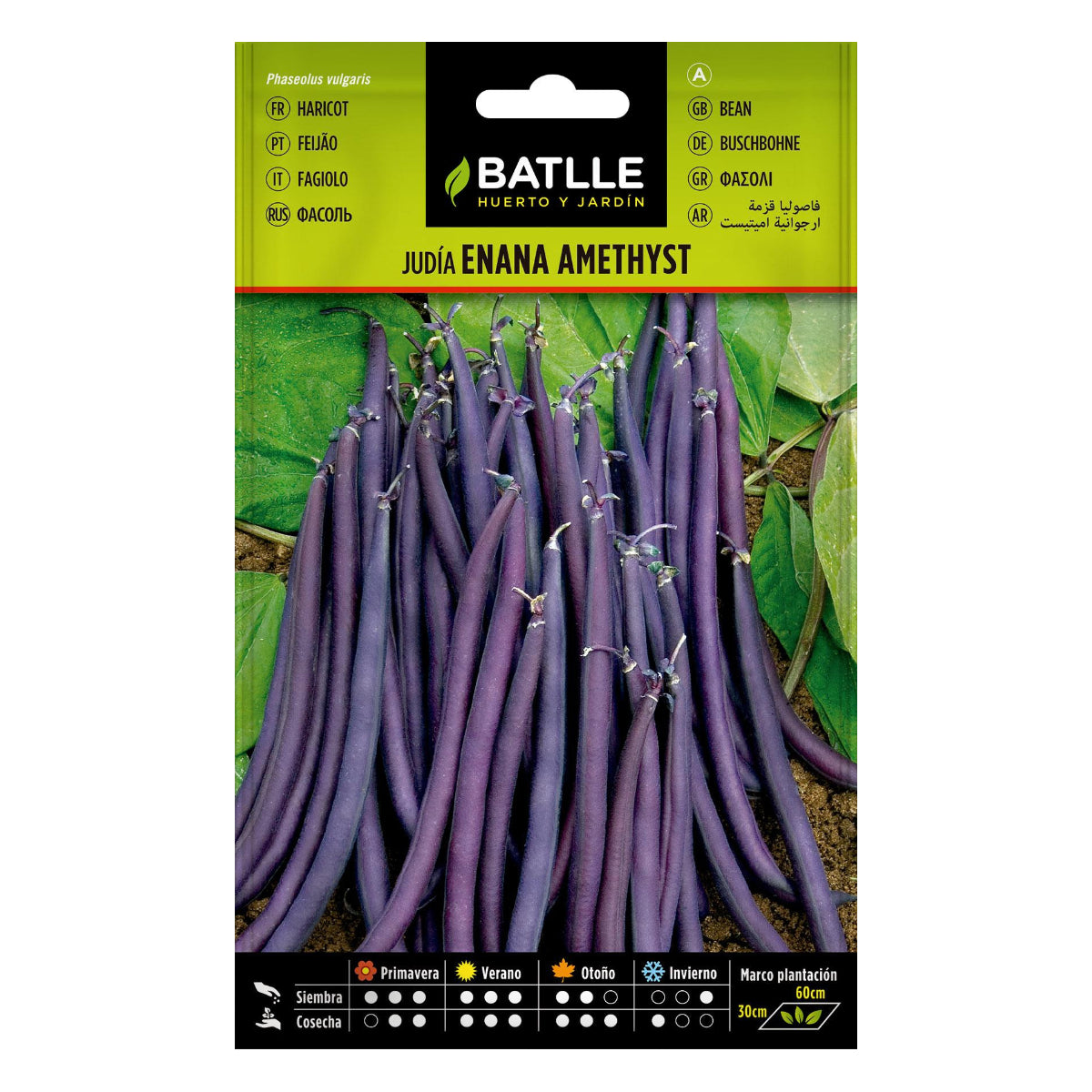 Graines de haricot nain violet Amethyst 25 g Batlle