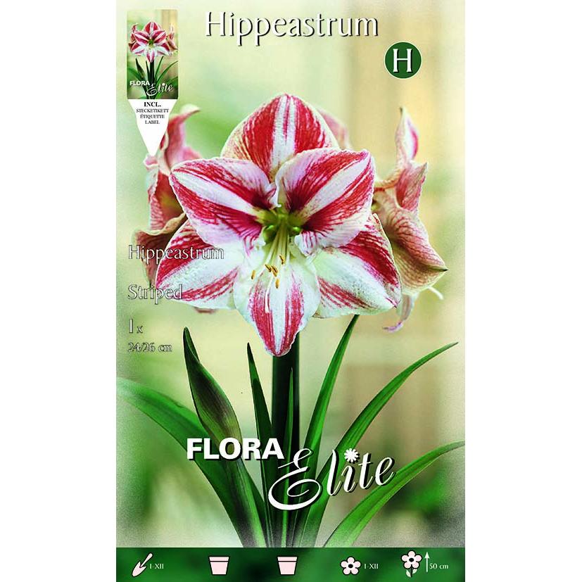 Rot-weiß gestreifte Amaryllis-Zwiebel 1 Stück