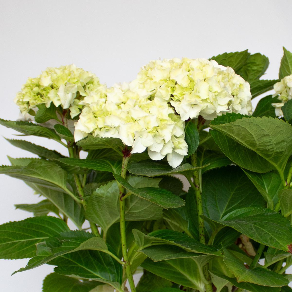 Ortensia bianca 50-60 cm