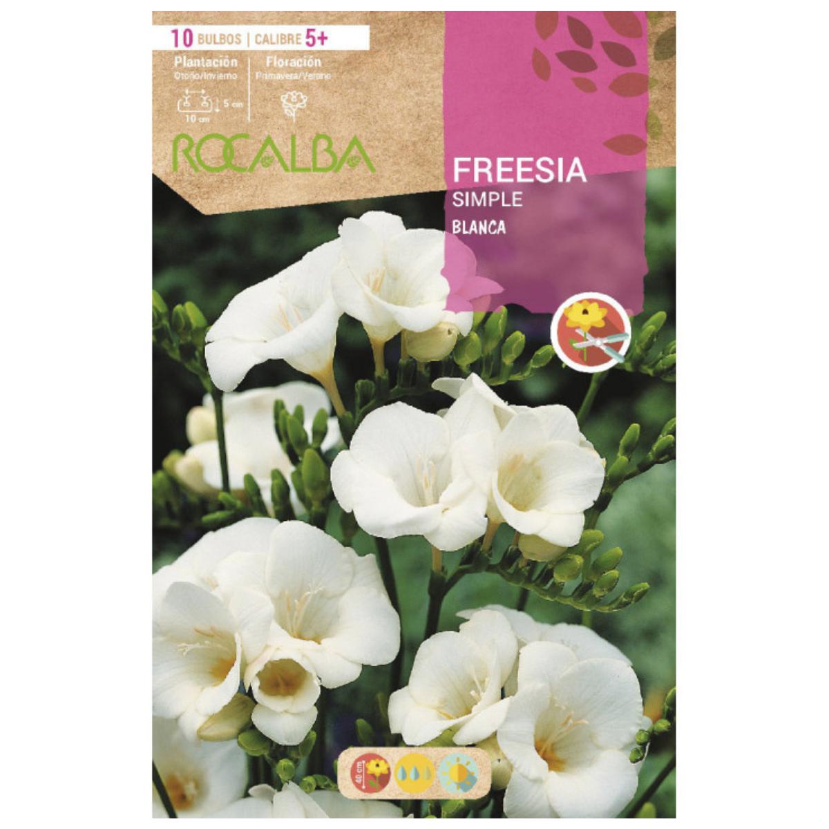 Freesienzwiebel, weiß, 10 Stück Rocalba