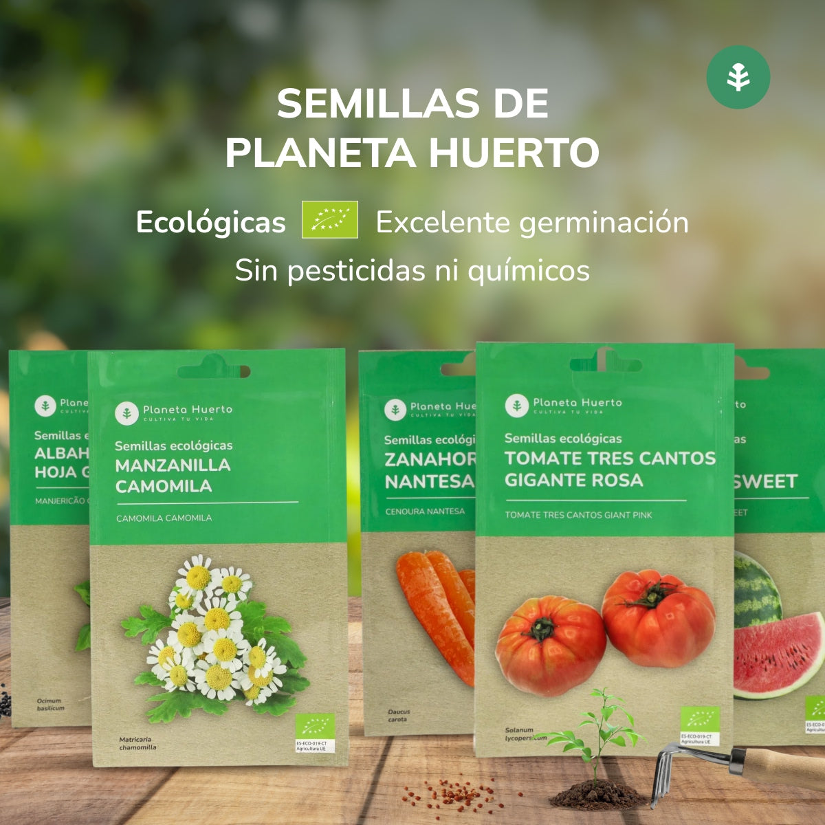 Biologische Romeinse sla zaden Planeta Huerto