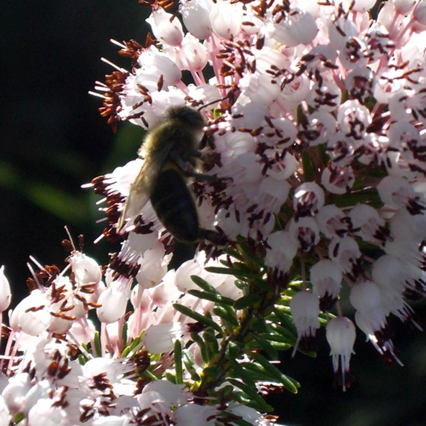 Ekologisk ljunghonung Bona Mel, 450 g