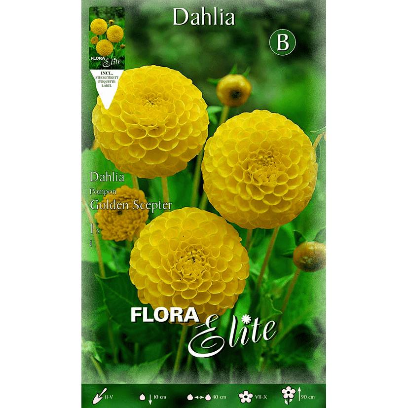 Gelbe Dahlienknolle Pom Pom