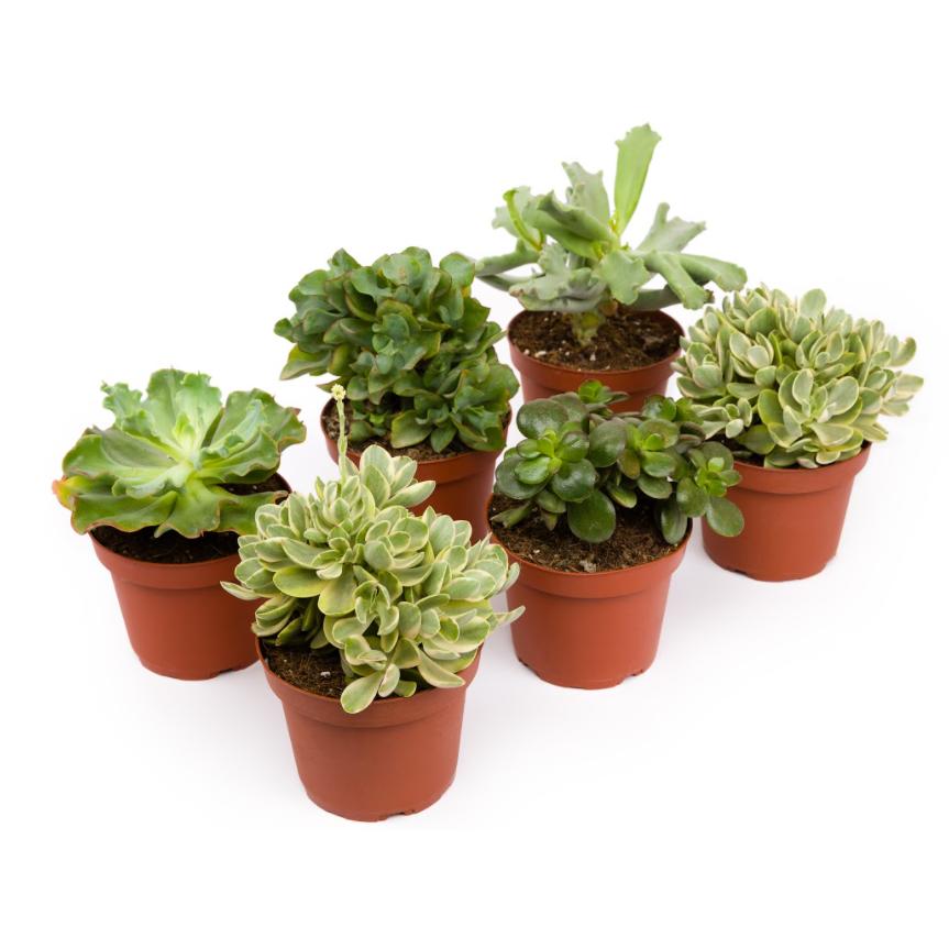 Crassulas unité 8,5cm