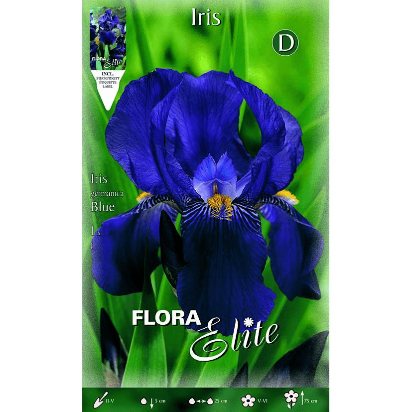 Blaue Irisblume 1 Stück