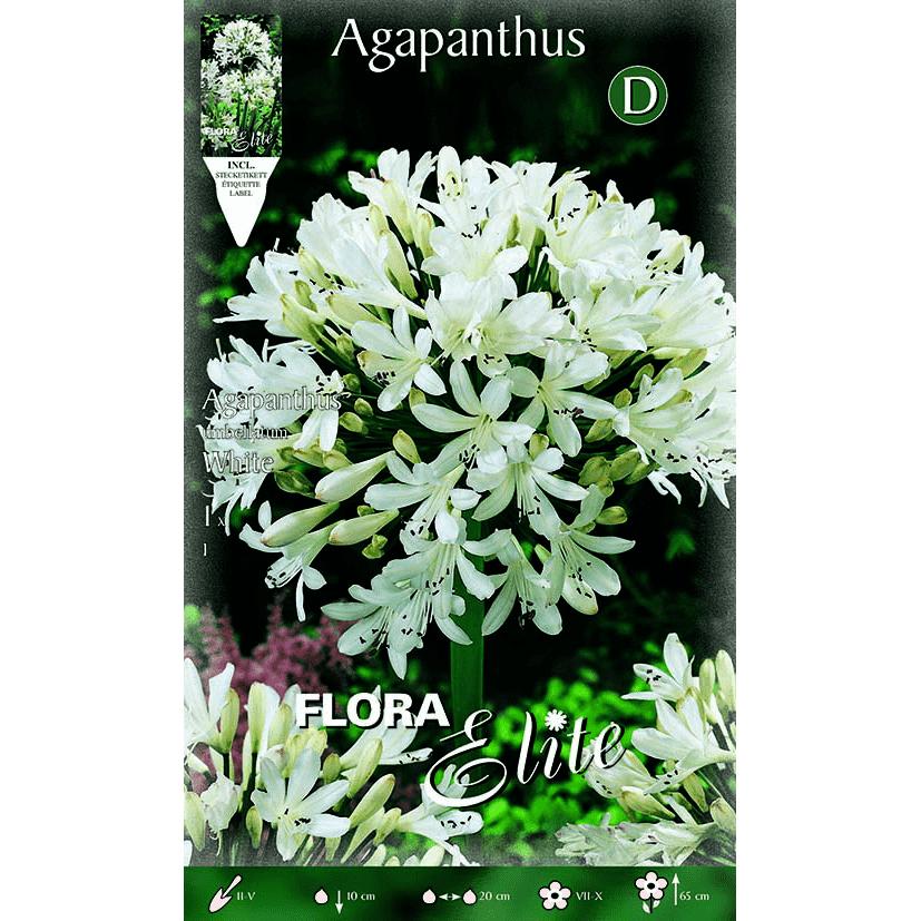 Weiße Agapanthus-Zwiebel 1 Stück