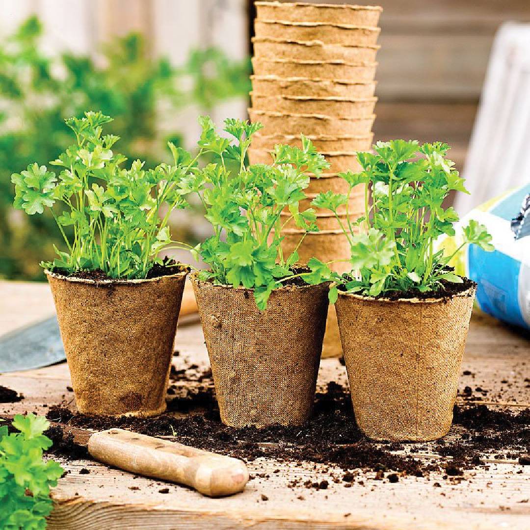 Seminatrice a fibra tonda per semenzaio Planeta Huerto 24 unità