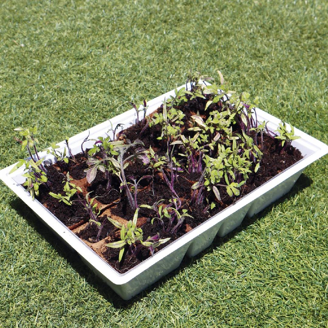 Gewächshaus-Saatbeet M mit Deckel, 4 Tabletts Planeta Huerto