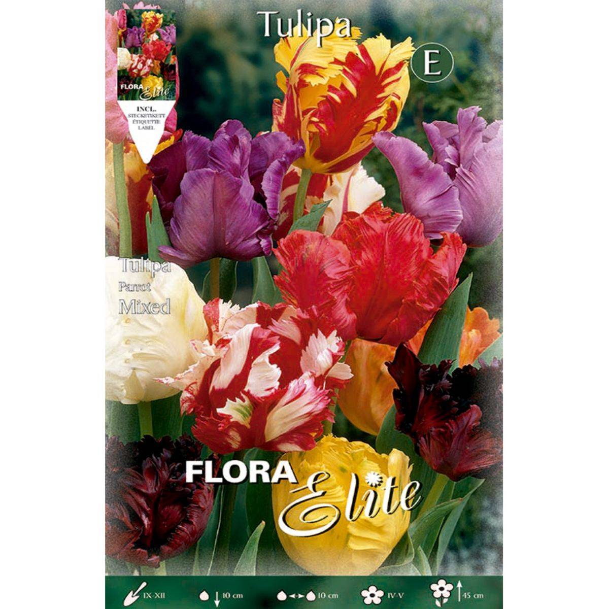 Bulbi di tulipano Papagayo misto 7 pz