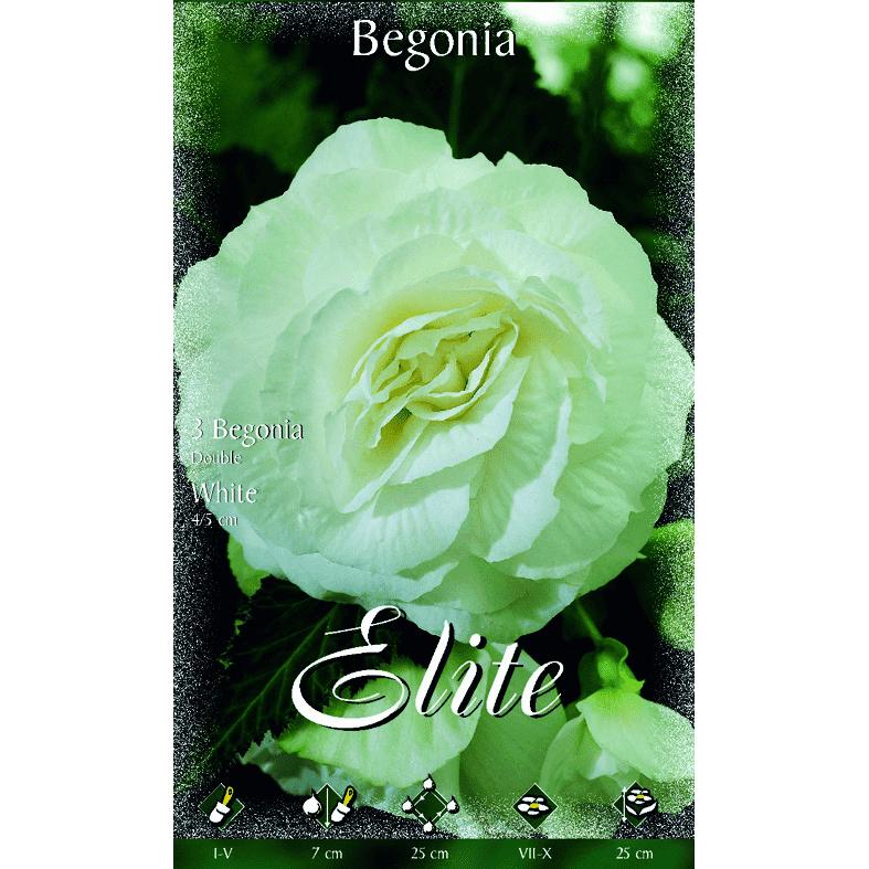 Bulbo Begonia doppio bianco 3 pz