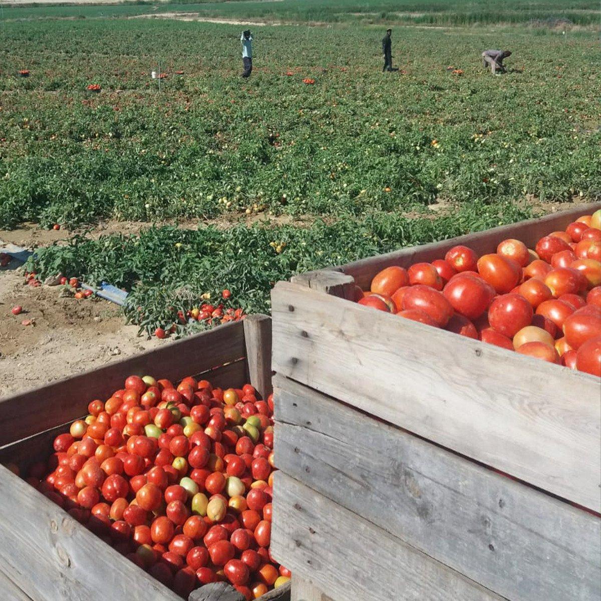 Ékolo Organic Homemade Sugar-Free Fried Tomato Sauce 340 g