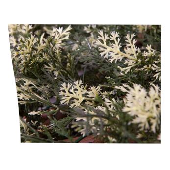 Ausziehbares Gitter aus Zypressenholz 1 x 1,5 m