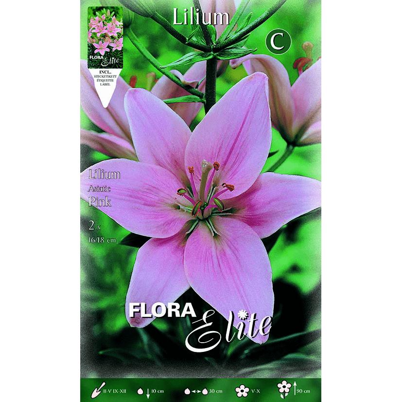 Bulbo Lilium asiatico rosa 2 pz