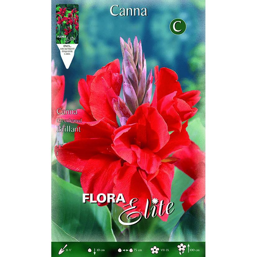 Bulbe Canna rouge à feuilles foncées 1 unité