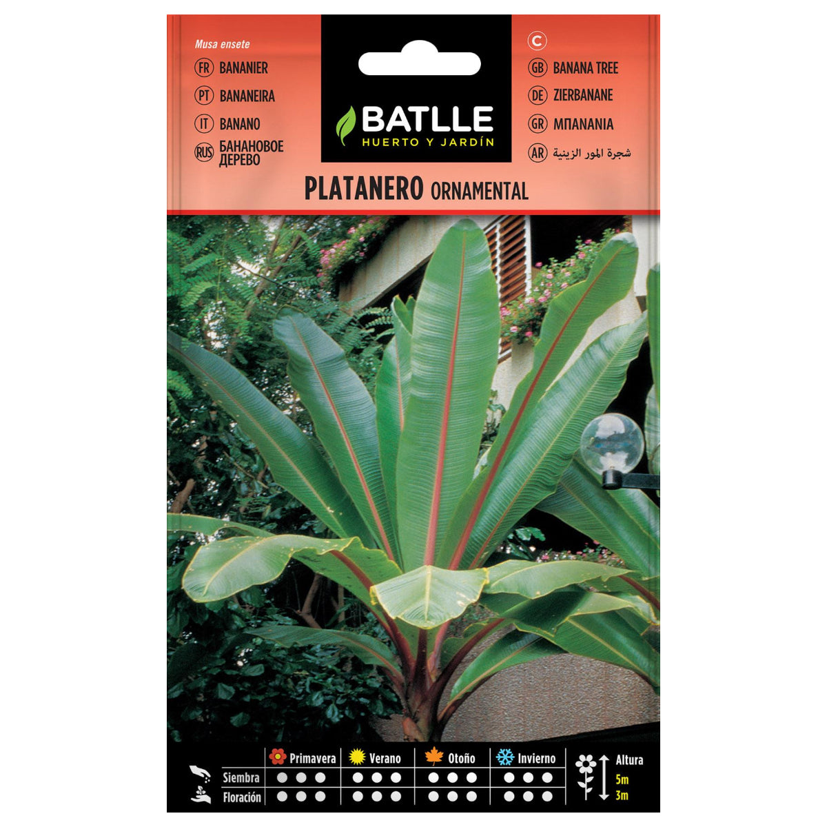Batlle ornamental banana tree seeds