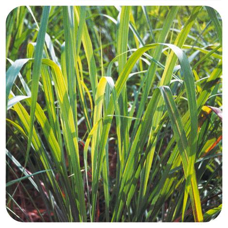 Olio essenziale di citronella di Giava Pranarôm 10 ml